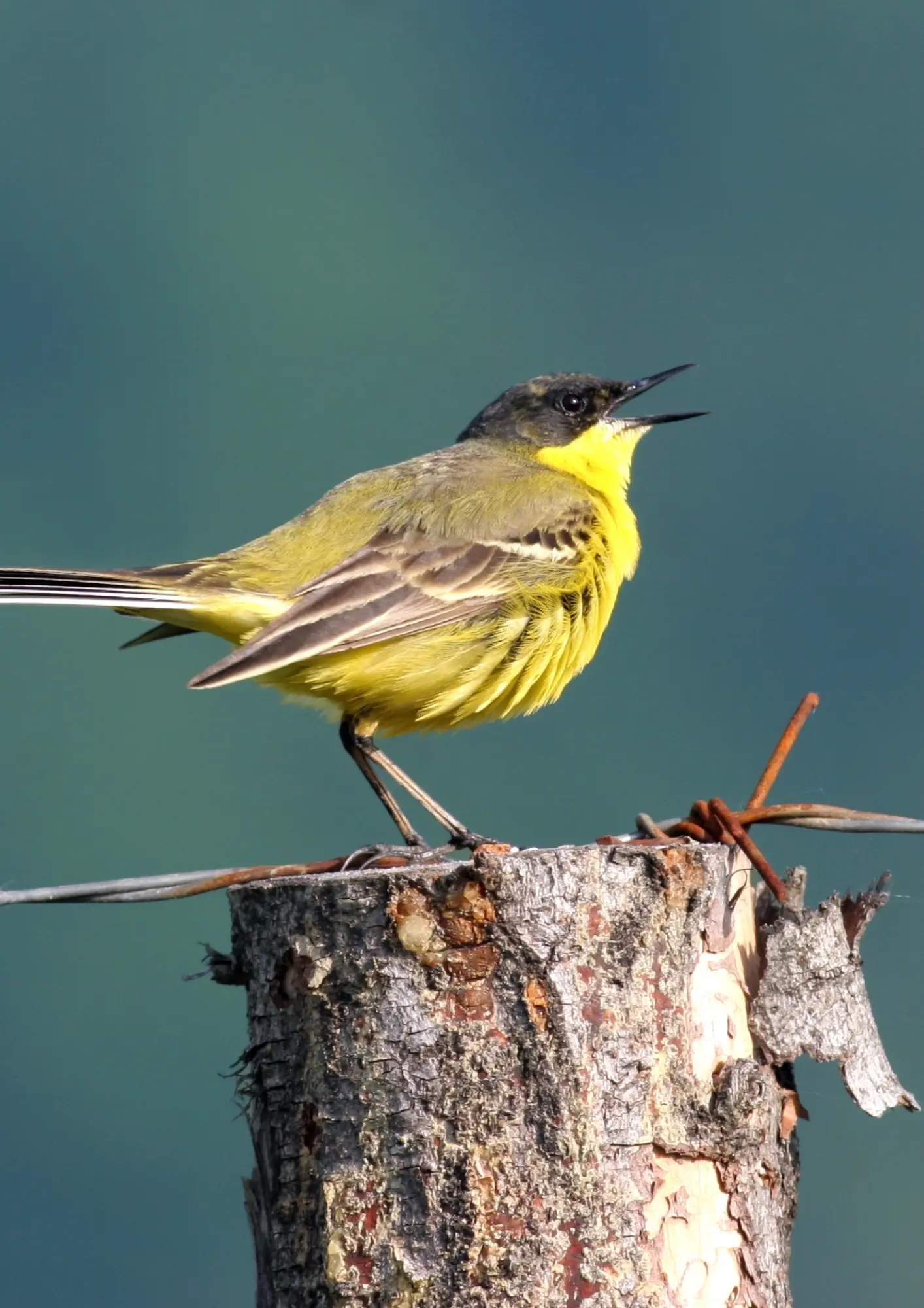 Écoute des oiseaux 2